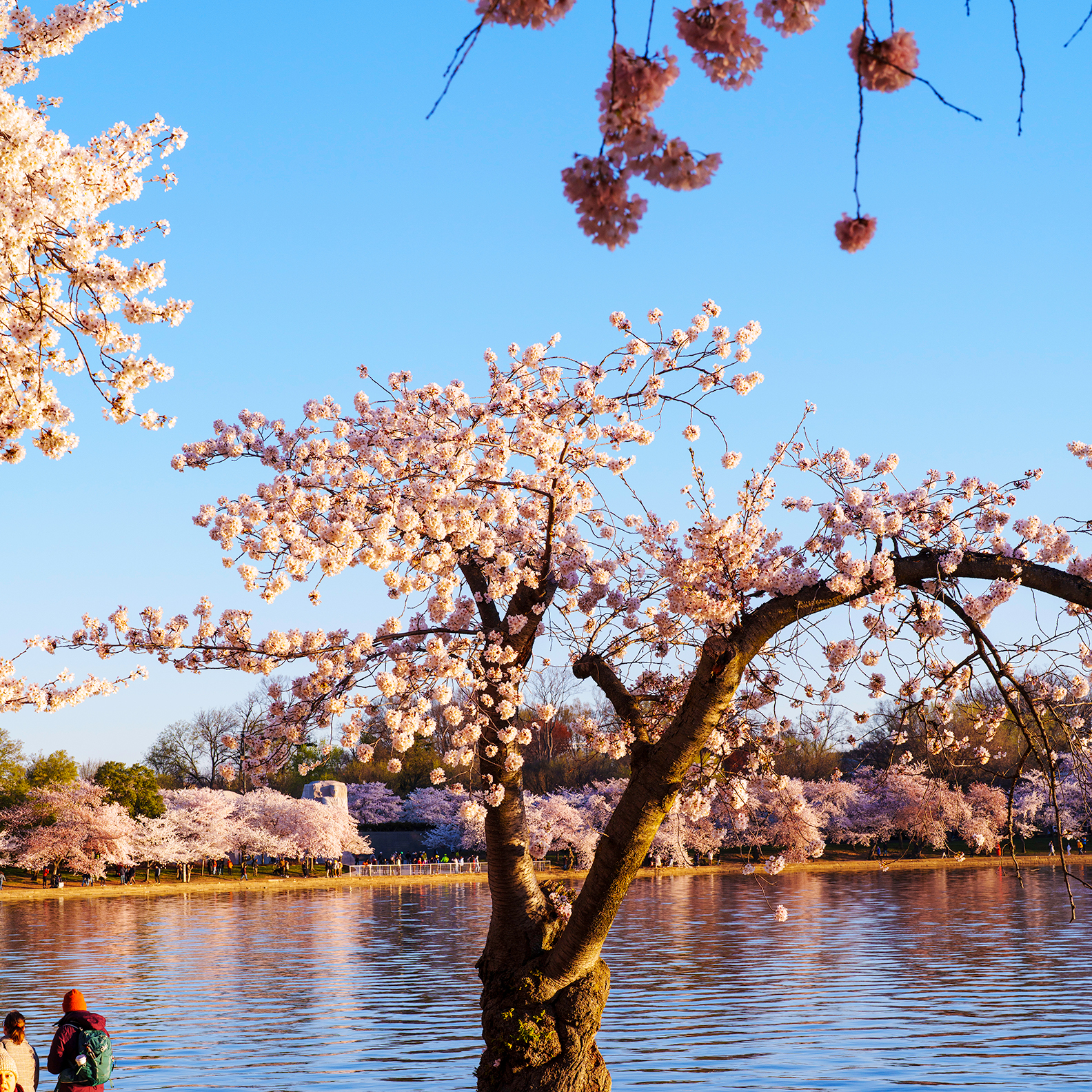 Peak Bloom